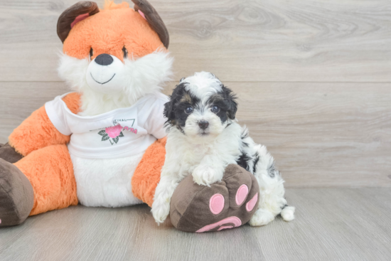 Havapoo Pup Being Cute