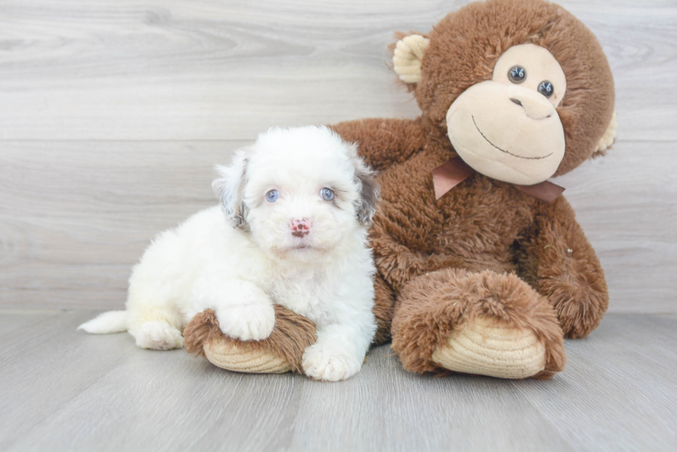 Havapoo Pup Being Cute