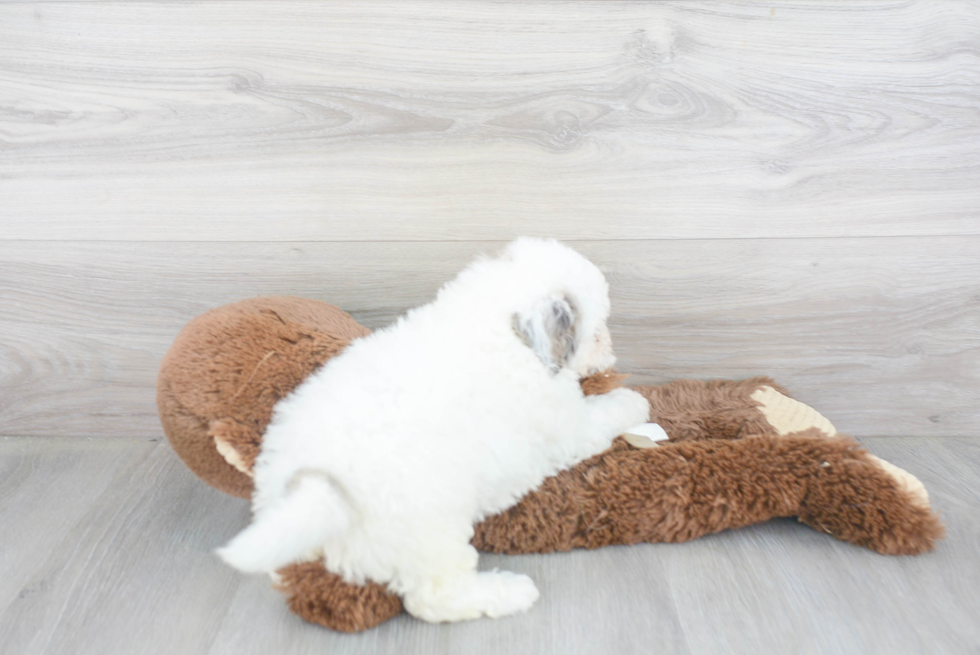 Havapoo Pup Being Cute