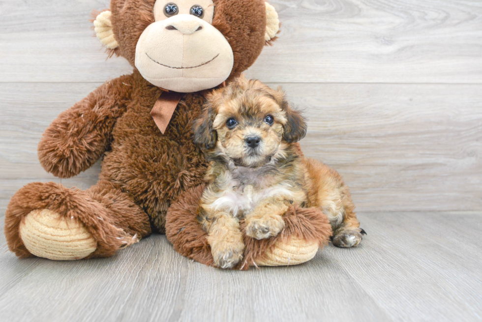Energetic Havadoodle Poodle Mix Puppy