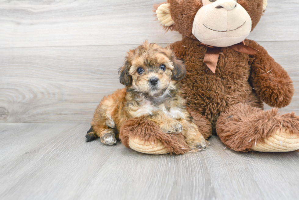 Havapoo Pup Being Cute