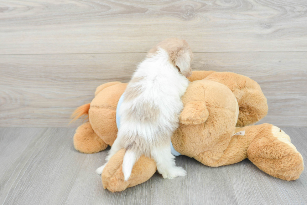 Energetic Havadoodle Poodle Mix Puppy