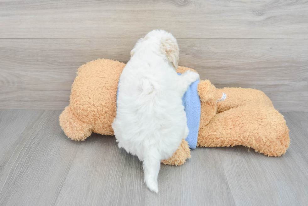 Havapoo Puppy for Adoption