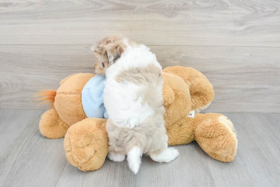 Smart Havapoo Poodle Mix Pup