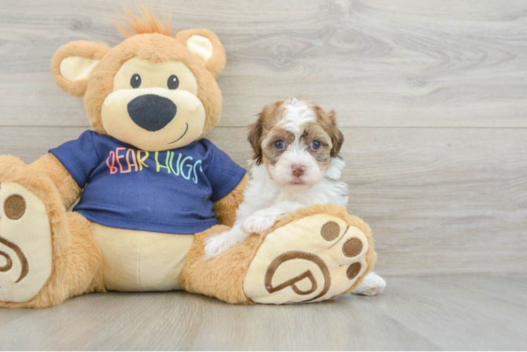 Best Havapoo Baby