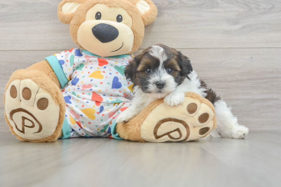 Energetic Havadoodle Poodle Mix Puppy