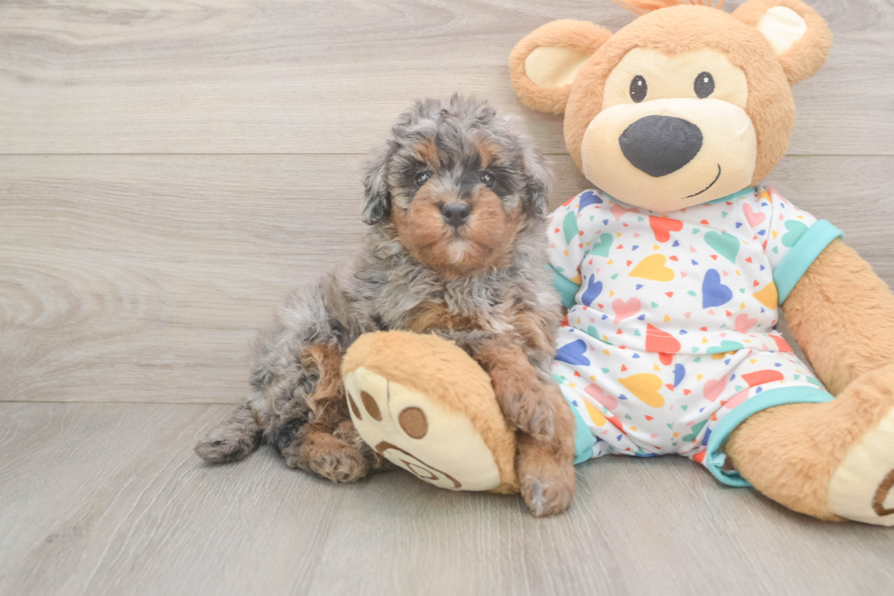 Hypoallergenic Havadoodle Poodle Mix Puppy