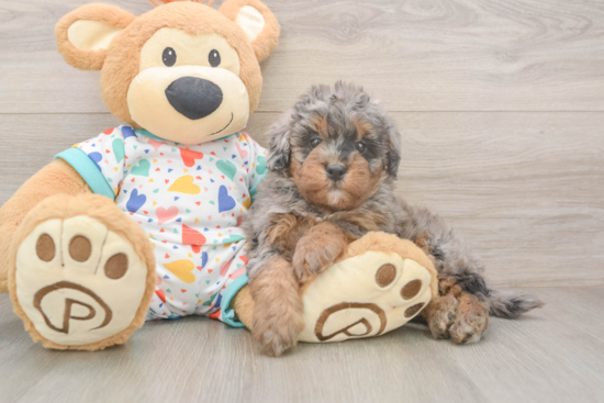 Hypoallergenic Havadoodle Poodle Mix Puppy