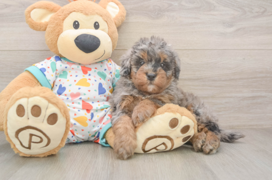 Hypoallergenic Havadoodle Poodle Mix Puppy