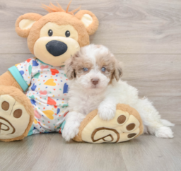 9 week old Havapoo Puppy For Sale - Premier Pups