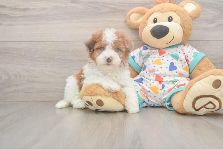 Havapoo Pup Being Cute