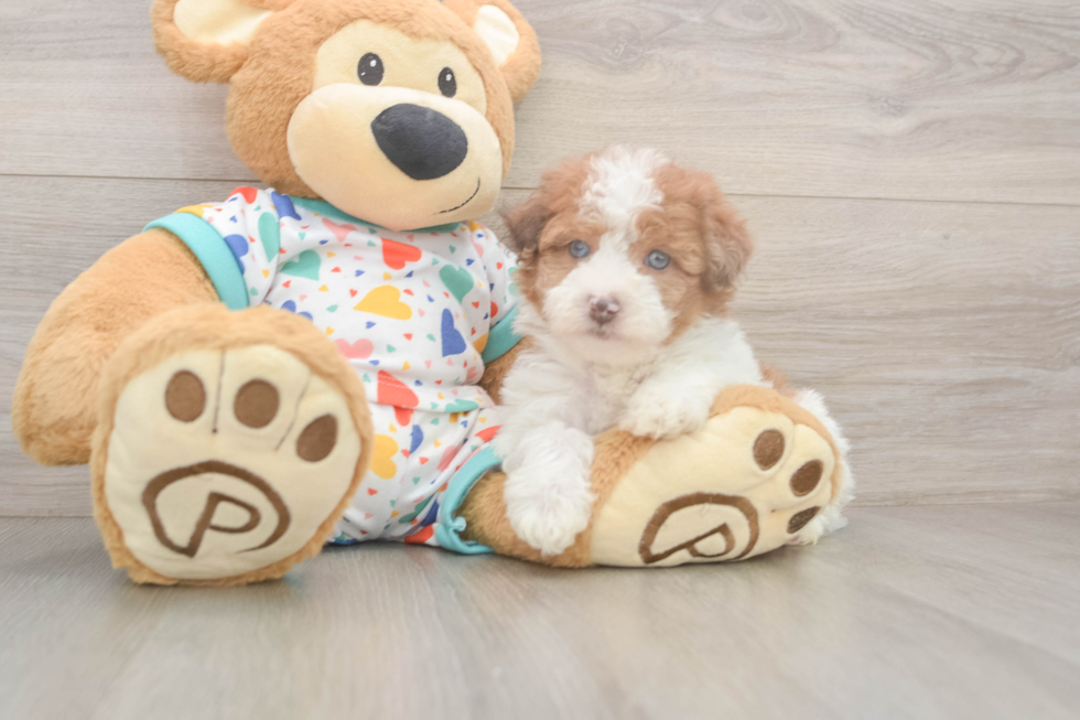 Petite Havapoo Poodle Mix Pup