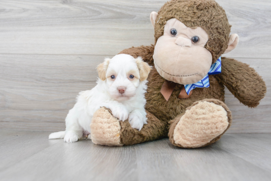 Havapoo Puppy for Adoption