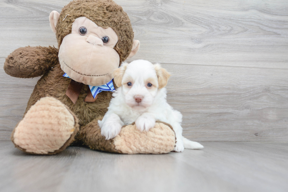 Havapoo Puppy for Adoption