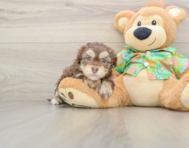 6 week old Havapoo Puppy For Sale - Premier Pups