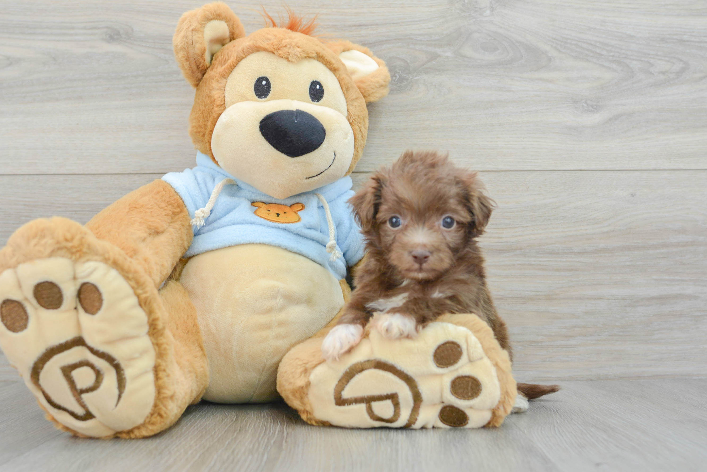 Havapoo Pup Being Cute