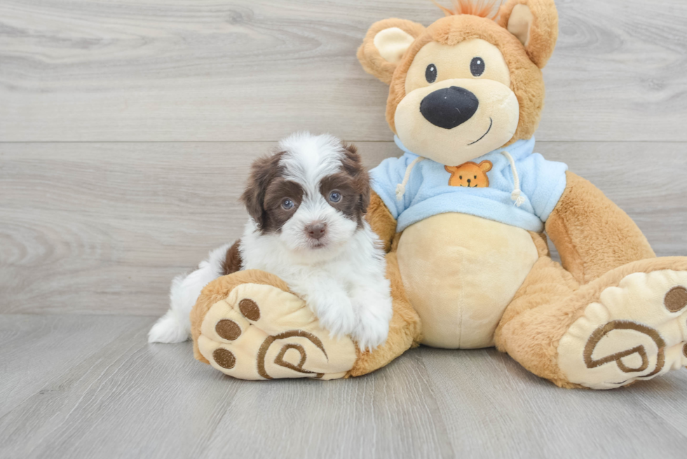 Havapoo Pup Being Cute