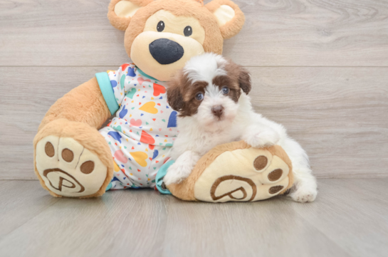 FIESTA, a Havapoo littermate