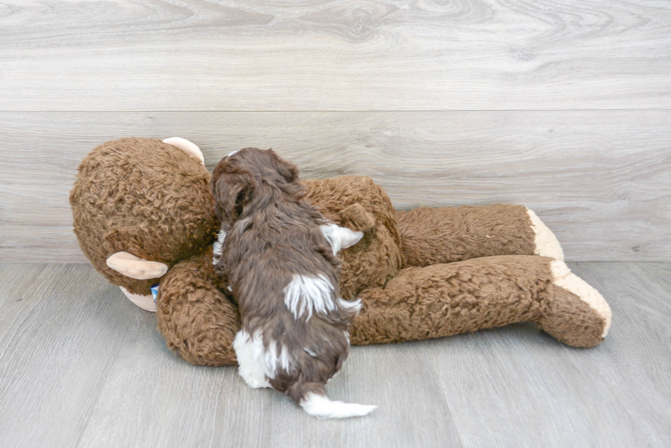 Havapoo Pup Being Cute