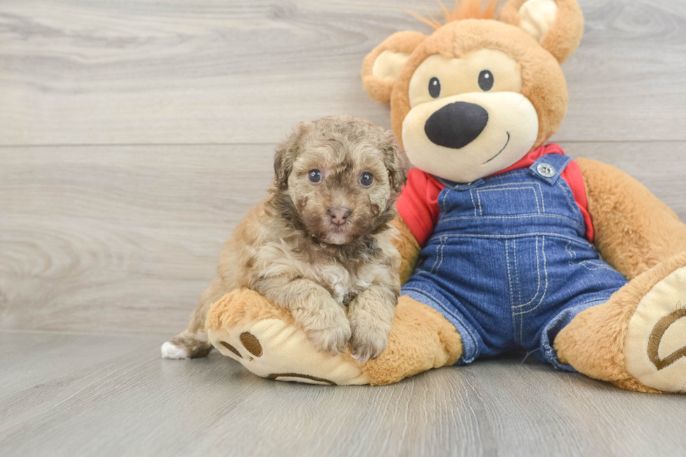 Havapoo Pup Being Cute