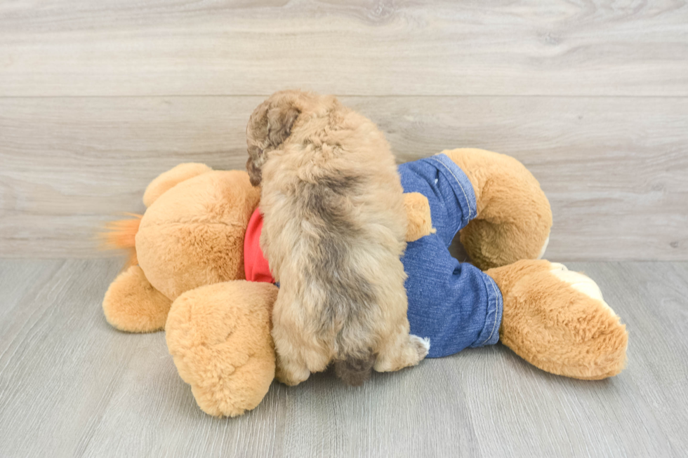 Havapoo Pup Being Cute