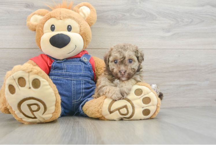 Smart Havapoo Poodle Mix Pup