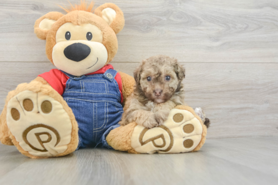 Smart Havapoo Poodle Mix Pup