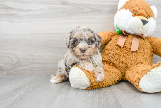 Havapoo Puppy for Adoption