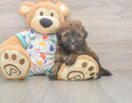 8 week old Havapoo Puppy For Sale - Premier Pups