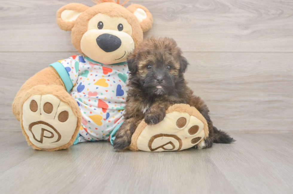 8 week old Havapoo Puppy For Sale - Premier Pups