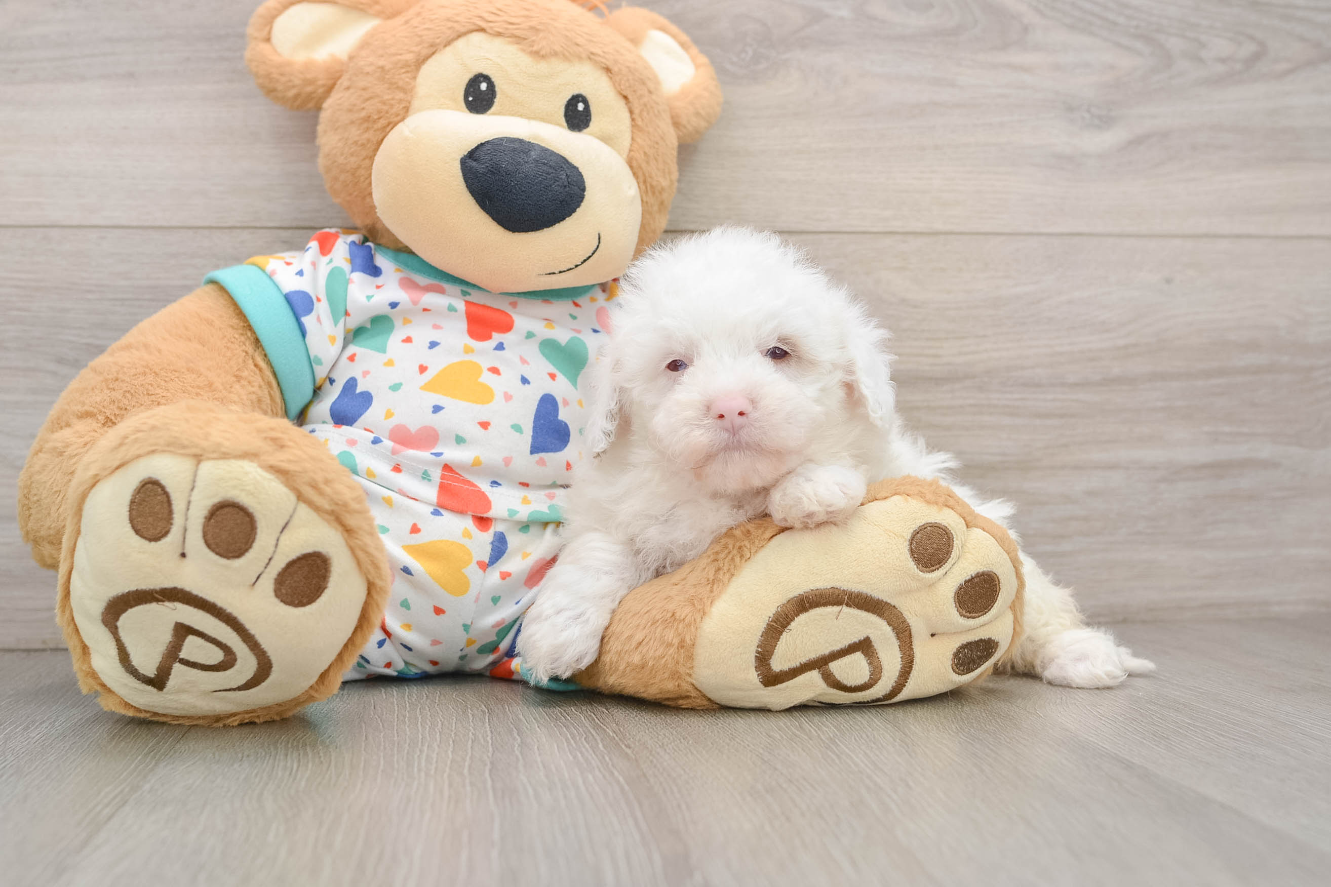 Havapoo Puppy for Adoption