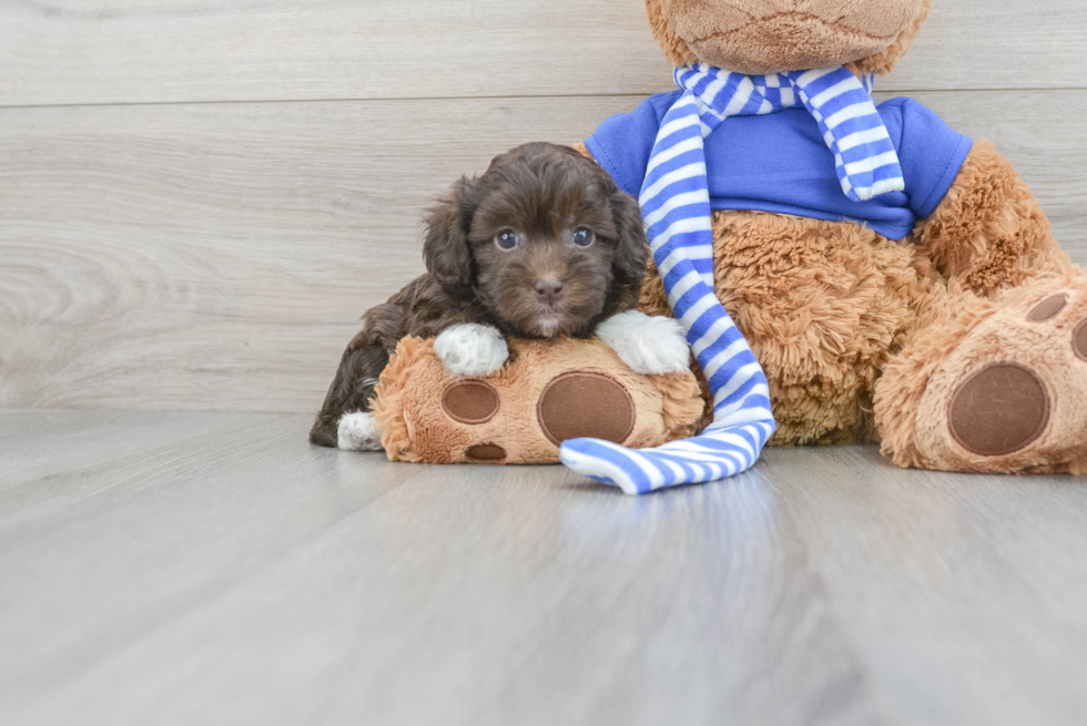 Best Havapoo Baby