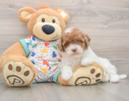 8 week old Havapoo Puppy For Sale - Premier Pups