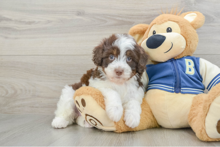 Havapoo Pup Being Cute