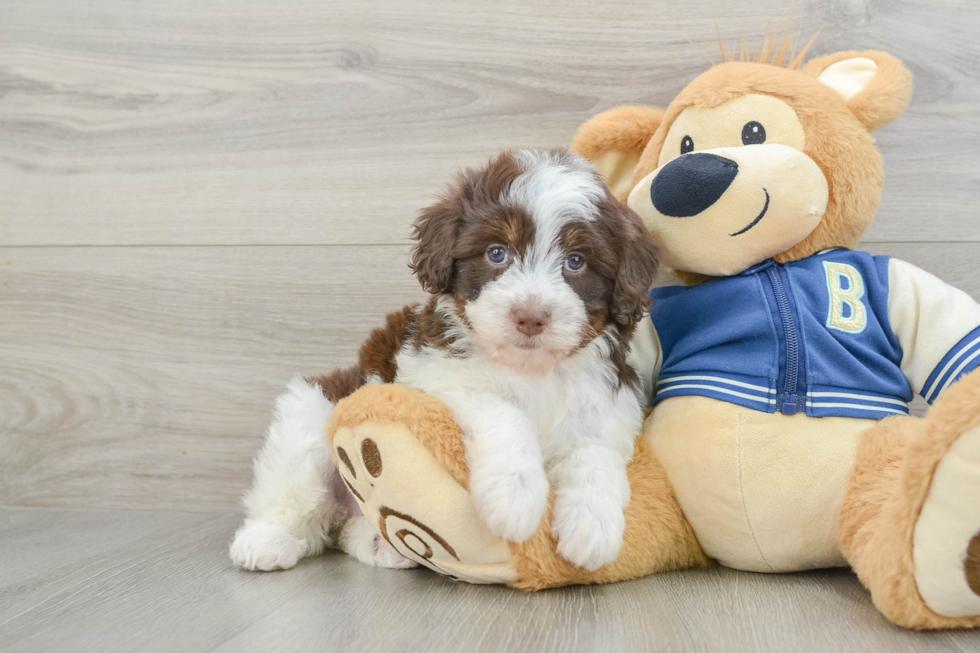 Havapoo Pup Being Cute