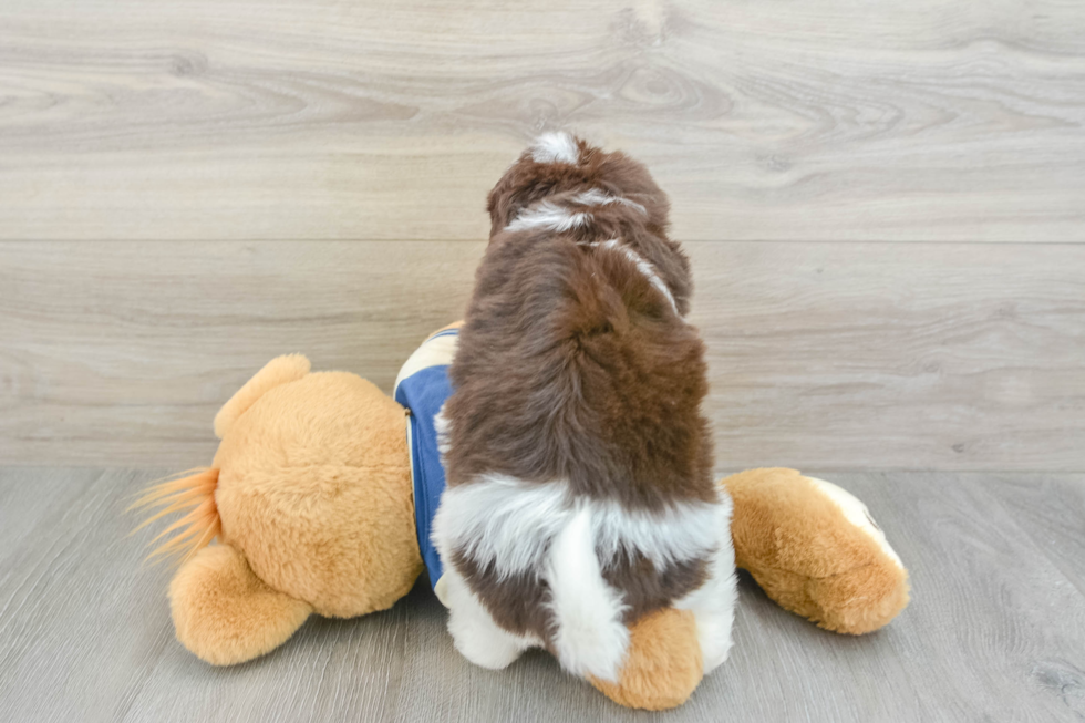 Havapoo Pup Being Cute