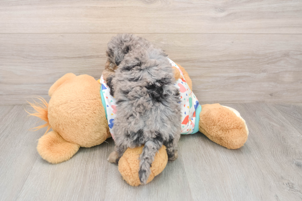 Havapoo Pup Being Cute