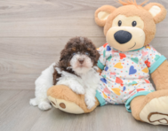 8 week old Havapoo Puppy For Sale - Premier Pups