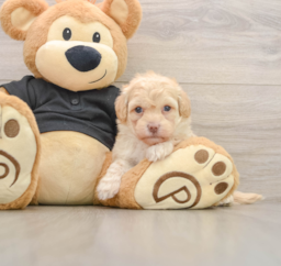 8 week old Havapoo Puppy For Sale - Premier Pups