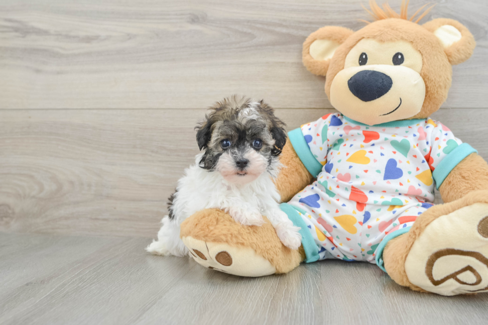 Havapoo Pup Being Cute