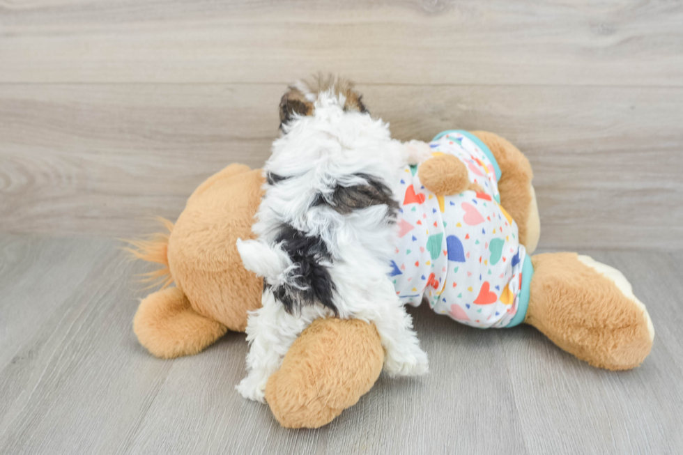 Petite Havapoo Poodle Mix Pup