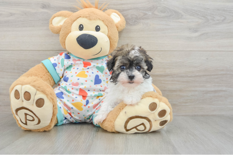 Havapoo Pup Being Cute