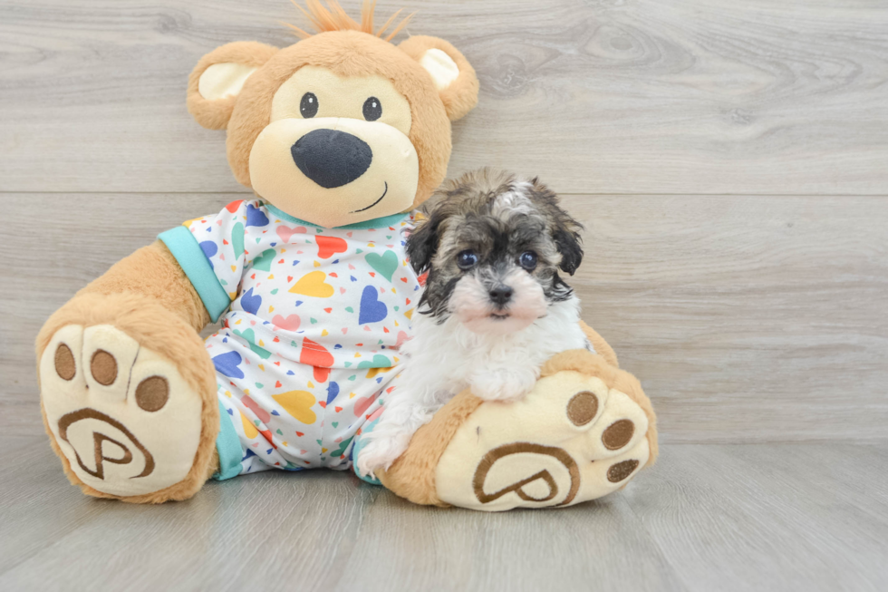 Havapoo Pup Being Cute