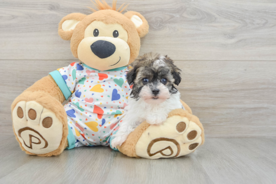 Havapoo Pup Being Cute