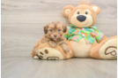 Little Havadoodle Poodle Mix Puppy