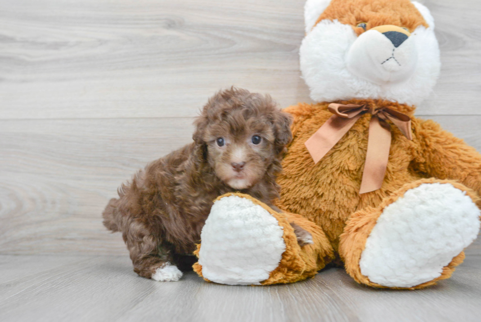 Havapoo Pup Being Cute