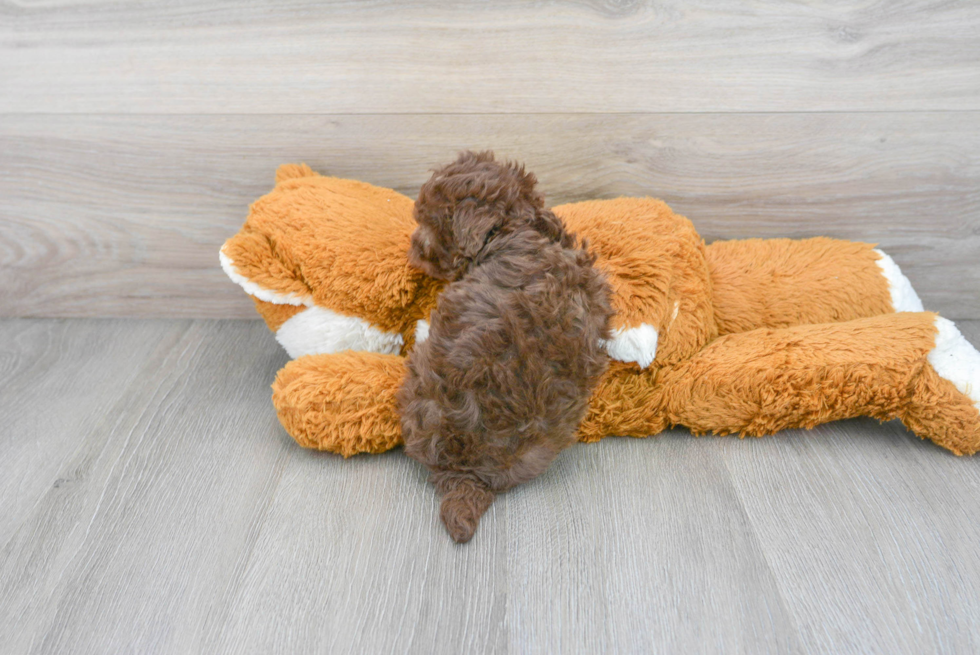 Fluffy Havapoo Poodle Mix Pup