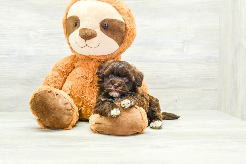 Happy Havapoo Baby