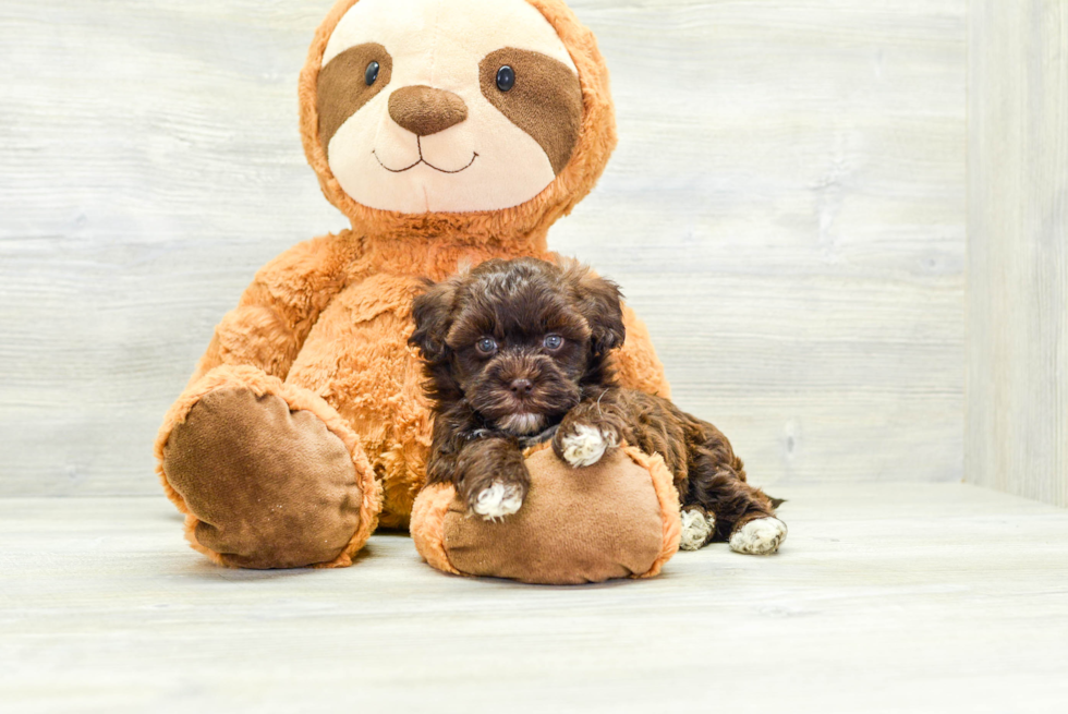 Havapoo Puppy for Adoption