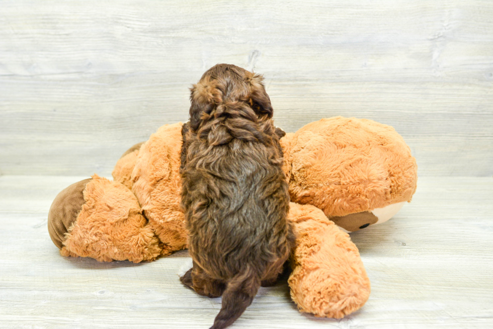 Havapoo Puppy for Adoption